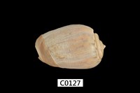 藏品(耳朵彈頭螺)的圖片